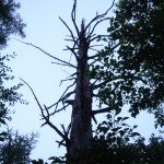立ち枯れの大木